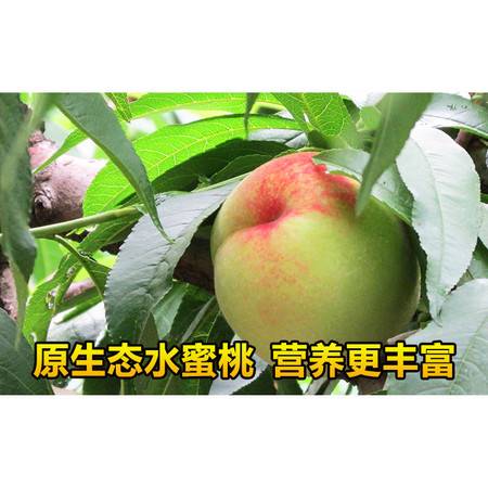 高果 正宗阳山水蜜桃无锡特产 新鲜水果桃子